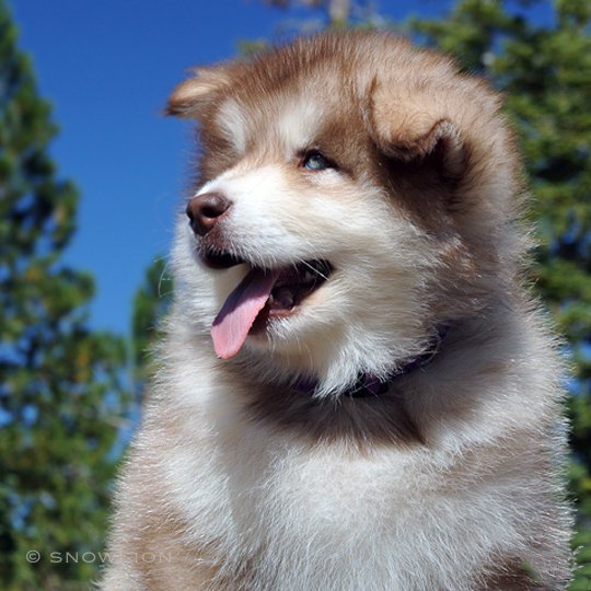 red & white female alaskan malamute snowlion puppy, exceptional quality, health-tested