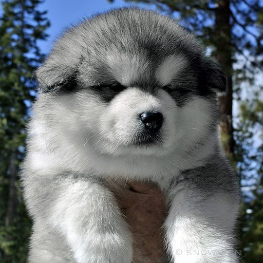 gray & white female snowlion alaskan malamute puppy, for pets, show, working