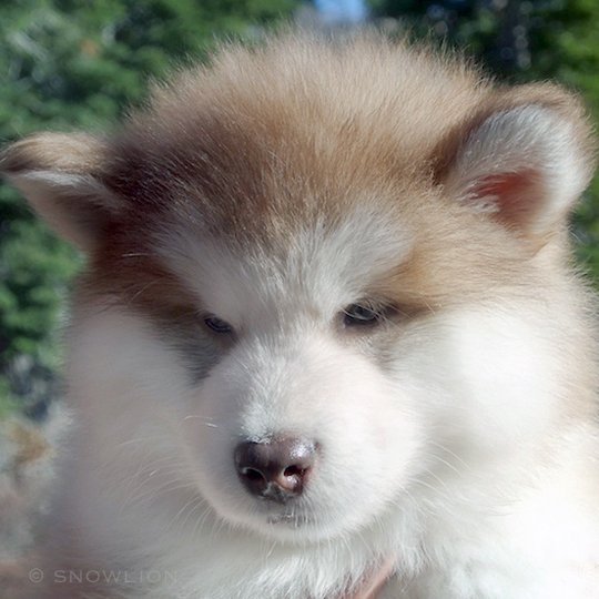 red & white snowlion alaskan malamute puppy, extraordinary beauty