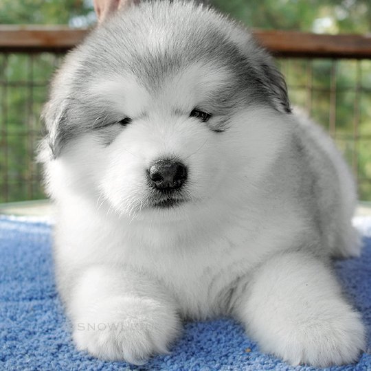 gray & white snowlion alaskan malamute puppy, exceptional quality