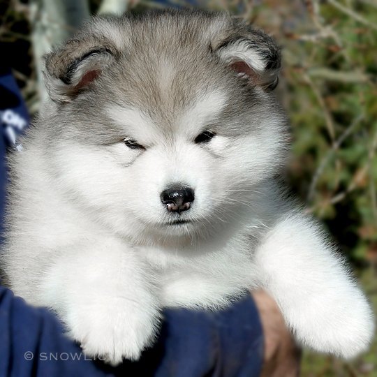 gray & white female snowlion alaskan malamute puppy