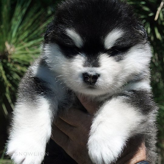 black & white female, snowlion alaskan malamute puppy