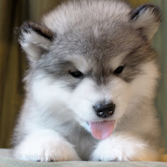 Gray & white Snowlion Alaskan Malamute puppy. Good temperaments. Affectionate