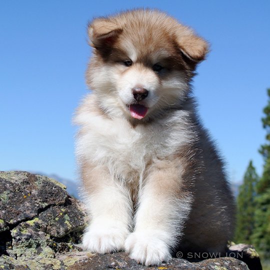 Red & Female alaskan malamute puppy. Outgoing, affectionate Snowlion Pups