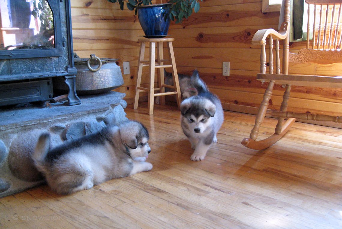 Snowlion malamute puppies are raised in our home. Affectionate family pets