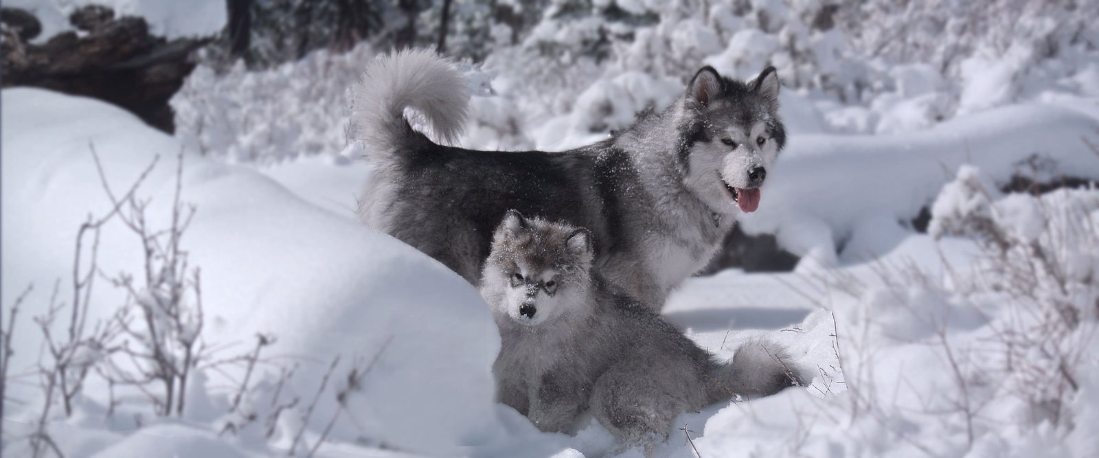 Snowlion Alaskan Malamute Sierra Noel Binky with puppy Snowlion Kathmandu Rebel Julien