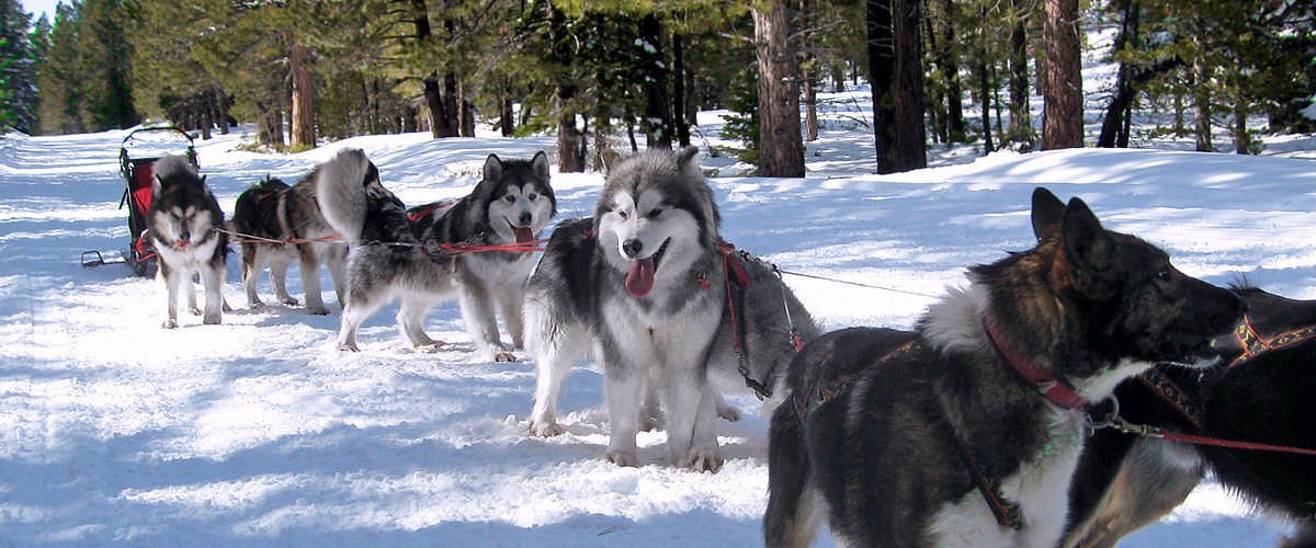 One of our Alaskan Malamute sled teams with two Alaskan Husky racing leaders