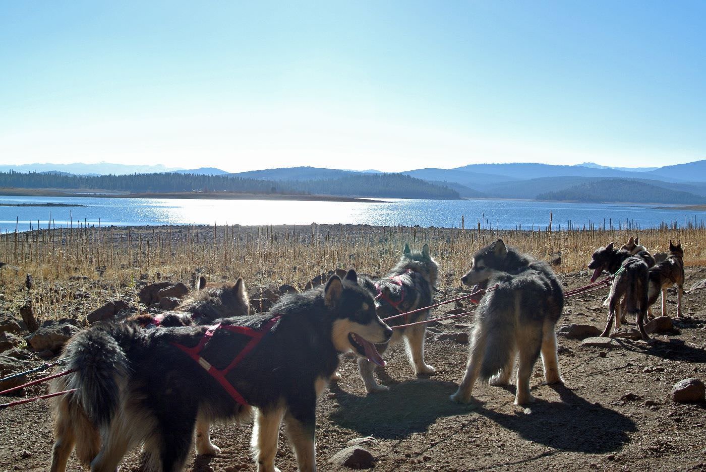 Snowlion Kennels, Alaskan Malamute sled team, champion dogs