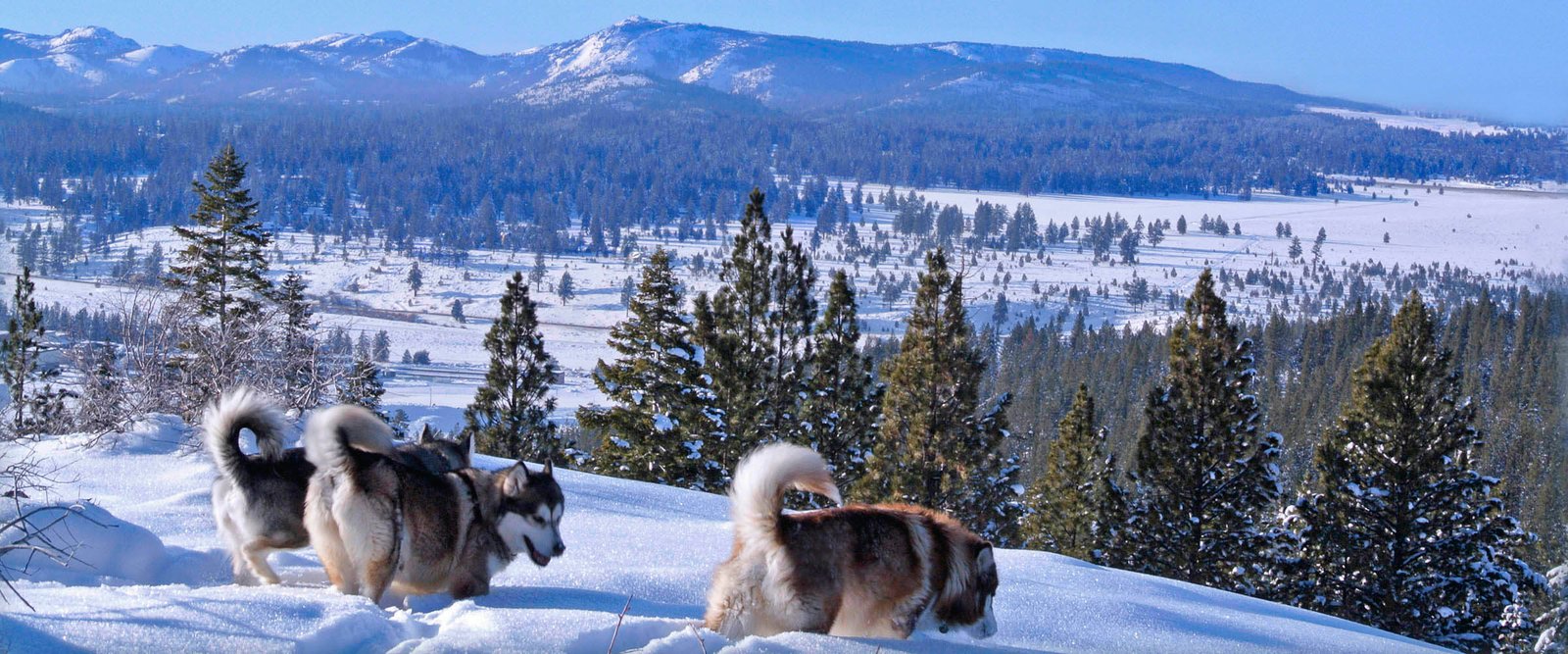 Three generations of Snowlion Alaskan Malamute females on on a winter hike at our kennel property