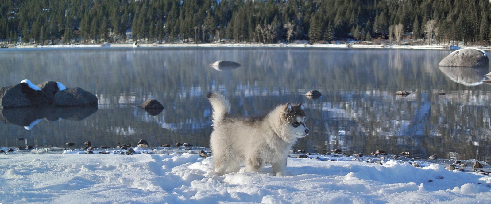 Quality purebred alaskan malamute family pets