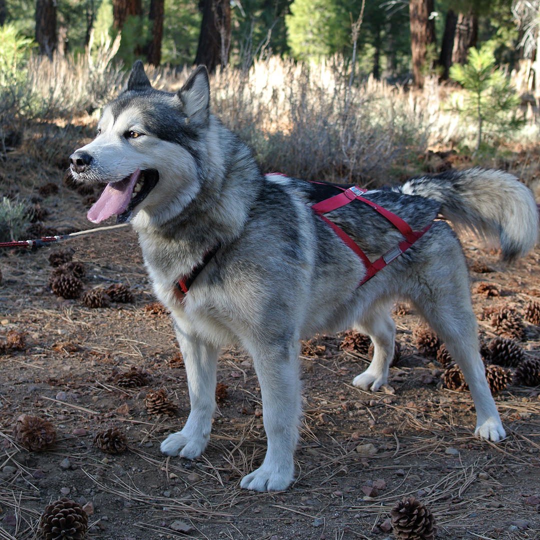 Snowlion female team dog (out of coat)