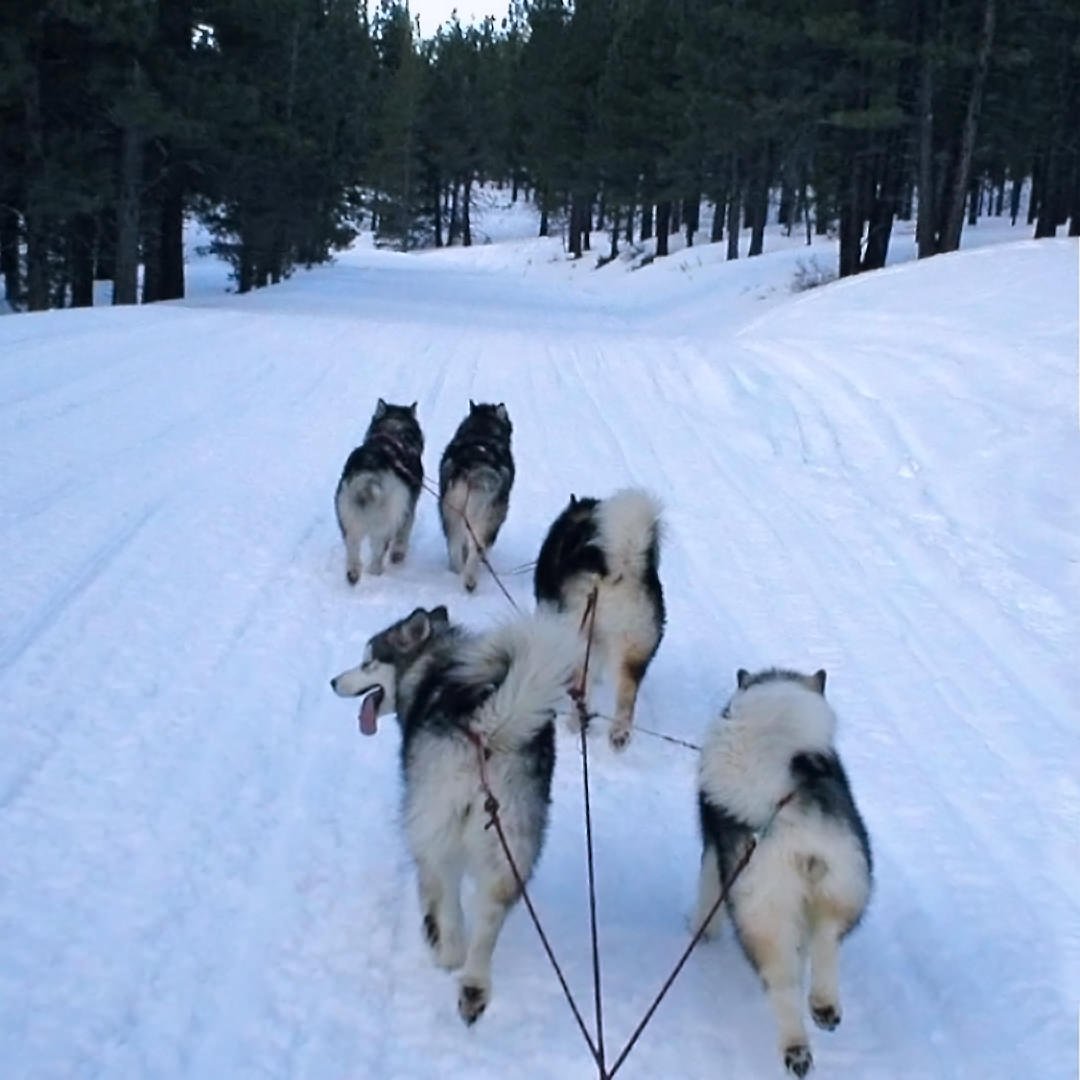 Running a team at dusk in Lassen National Forest, Snowlion Alaskan Malamutes