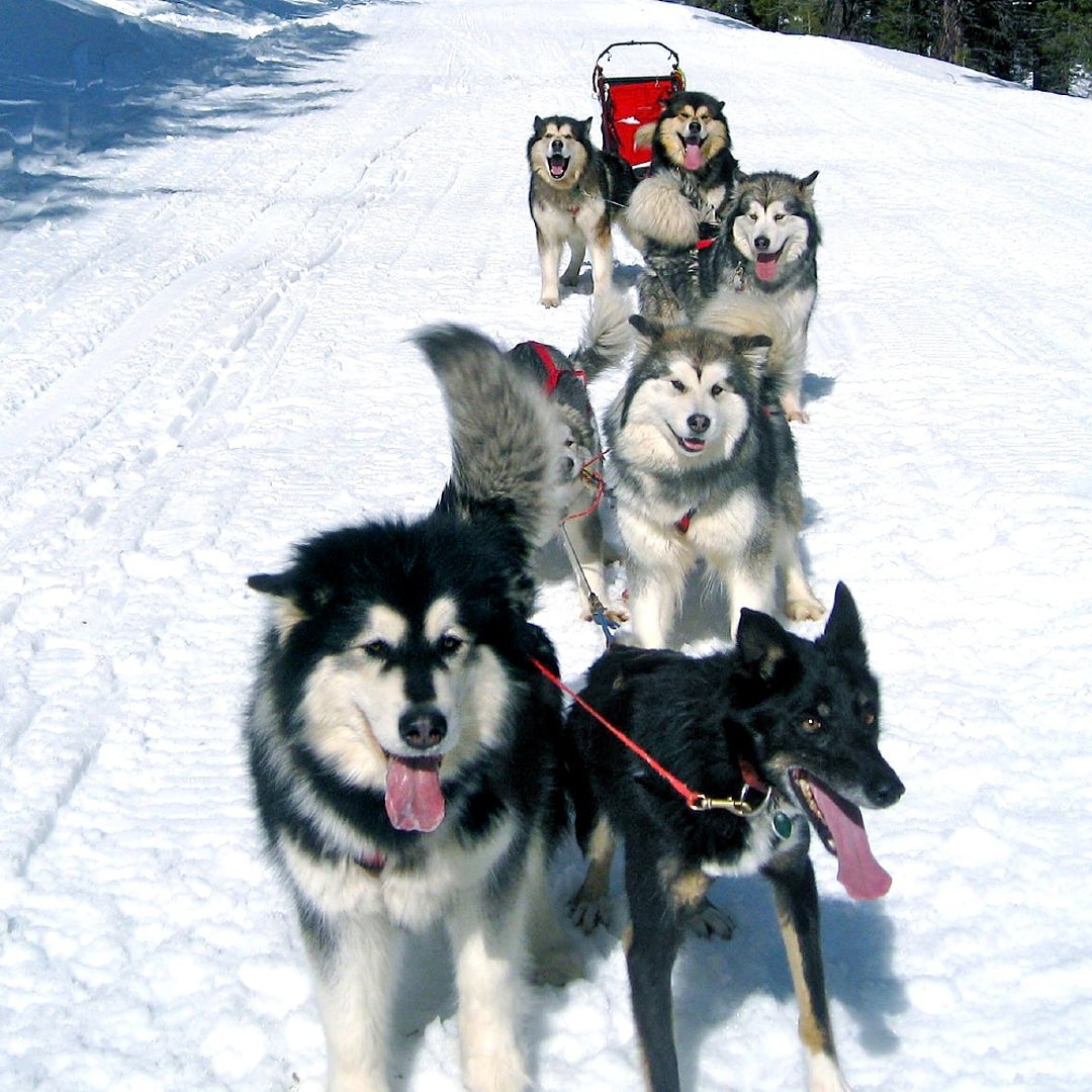 A sled team comprised of six Alaskan malamutes and one Alaskan Husky