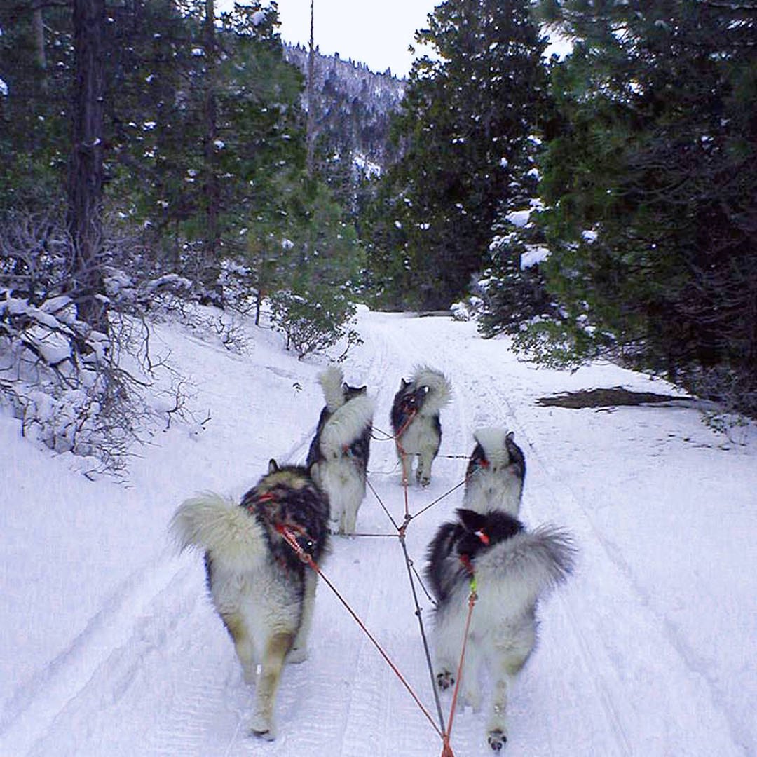 Five champion Snowlion Alaskan Malamutes on our sled team.