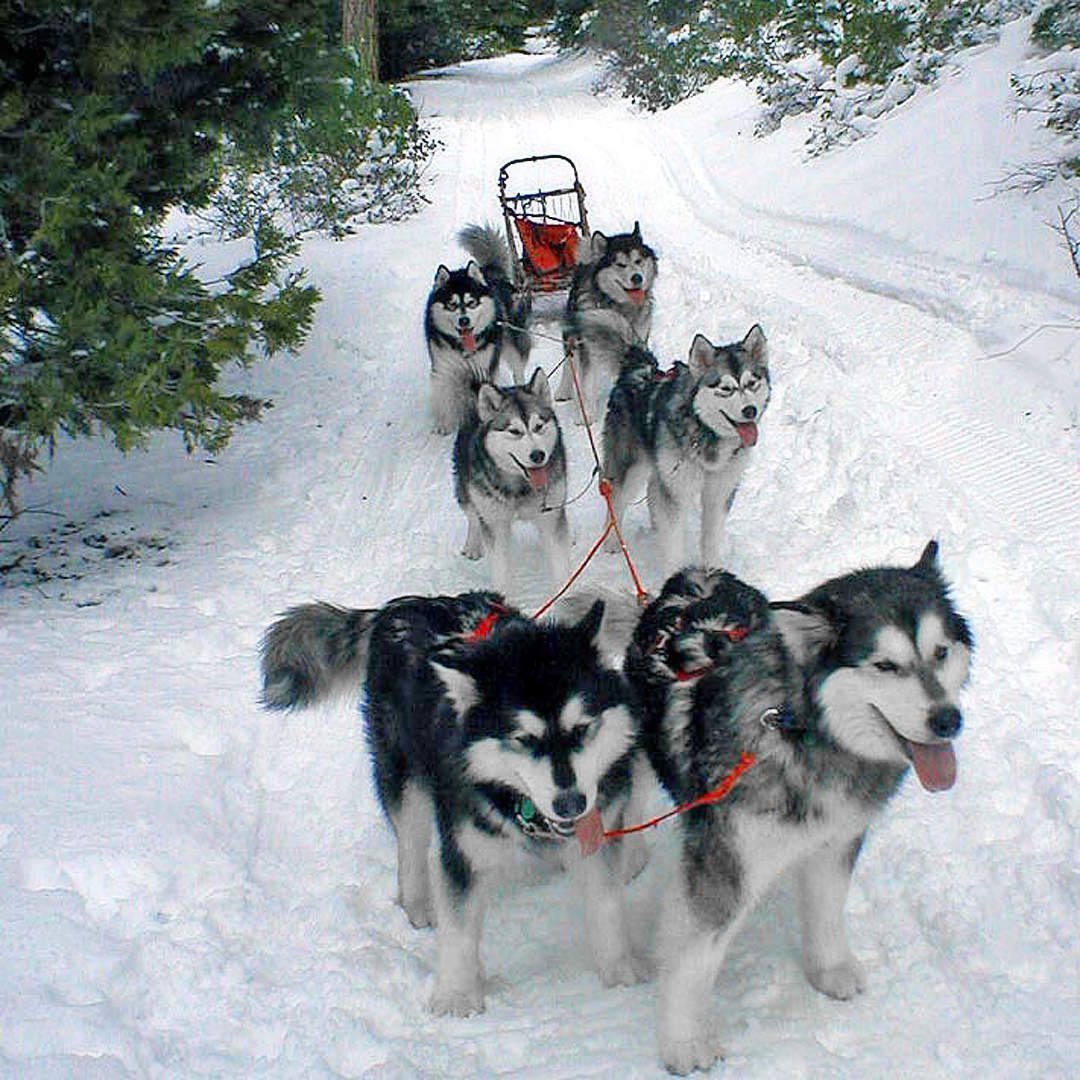 Six dog sled team of Snowlion Alaskan Malamutes including a young champion Karma, his dam Jade, two puppies, and our leaders champions Brook and her dam Sky.