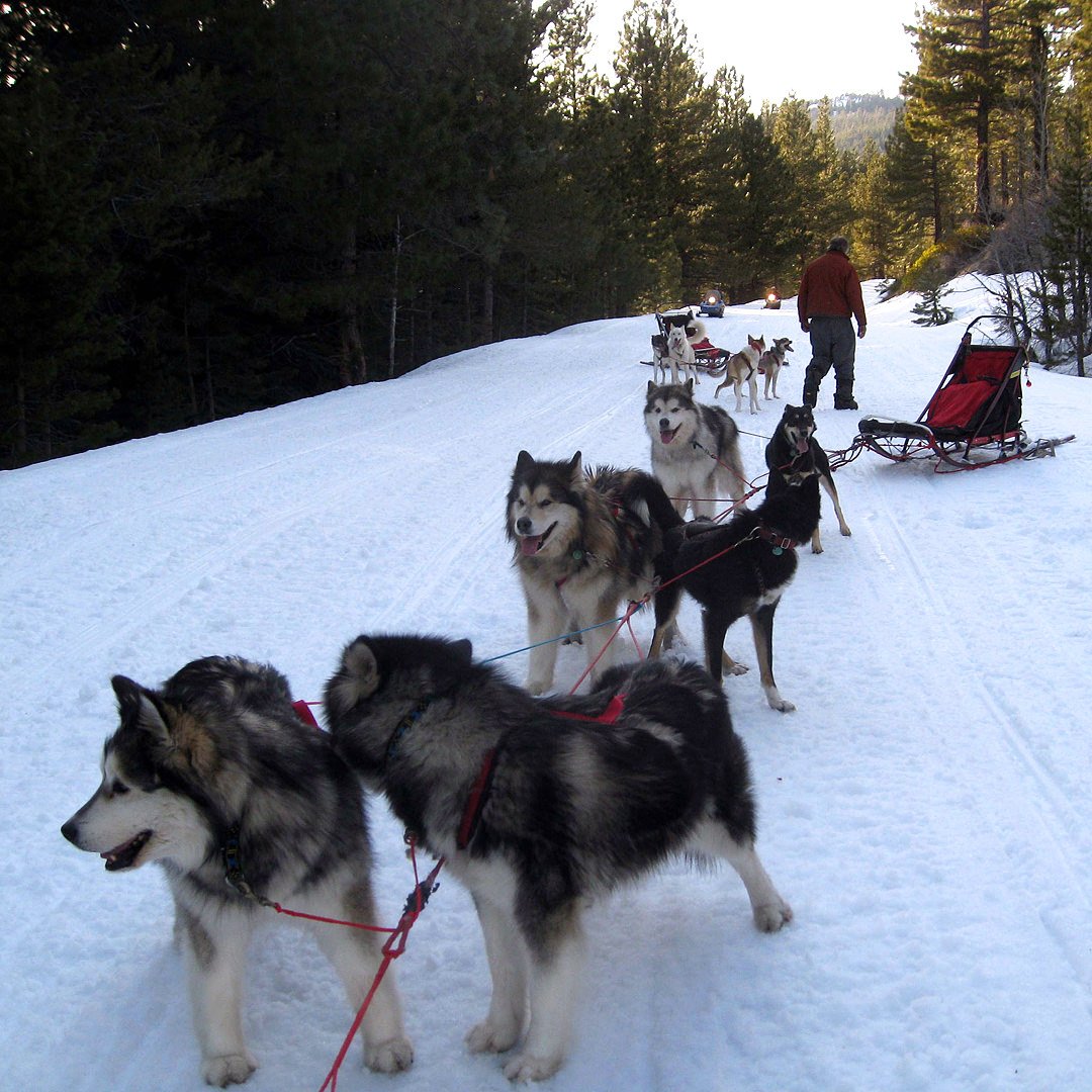 Hand turning an eight dog sled team around, champion Snowlion Malamutes and Alaskan Huskies.