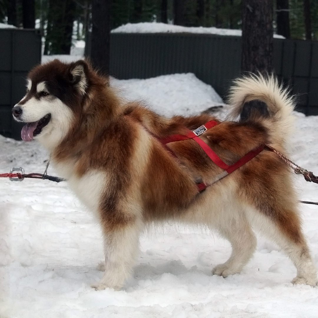 Ten year old, beautiful dark red Snowlion Marsyandi Mist still running on our sled team.