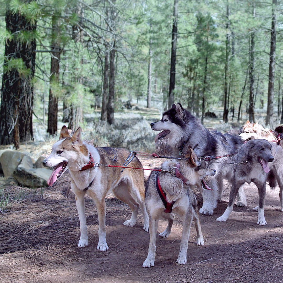 Our two 13 year old Alaskan Leaders with Alaskan Malamute team