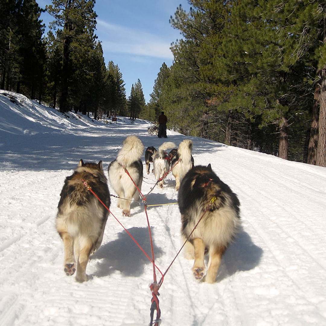 Heading home to the trail head with five champion Malamutes and two Alaskan huskies in lead