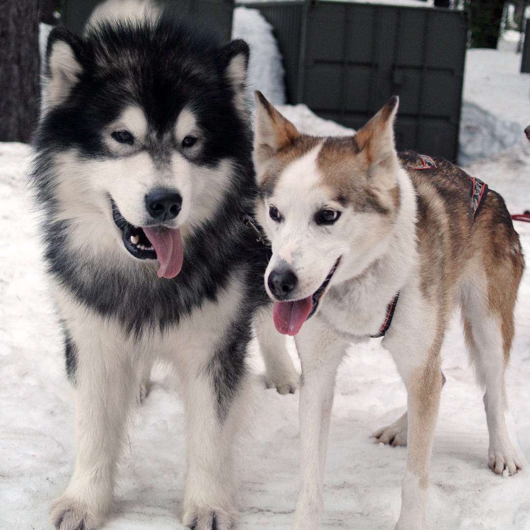Snowlion Kathmandu Rebel, Julien runs lead with Alaskan Husky Jedi.
