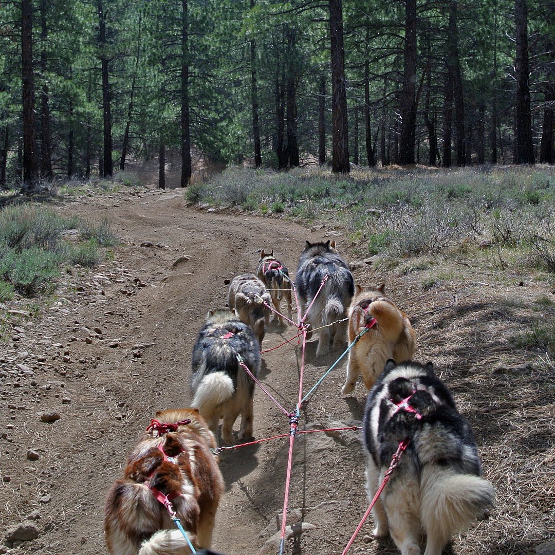 Snowlion Alaskan Malamute team, Alaskan Huskies, Alaskan Malamutes