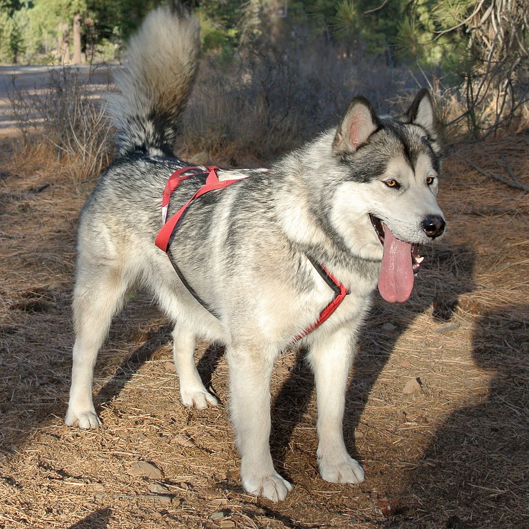 Alaskan Malamute Misty, Snowlion's Monsoon Misty WTD