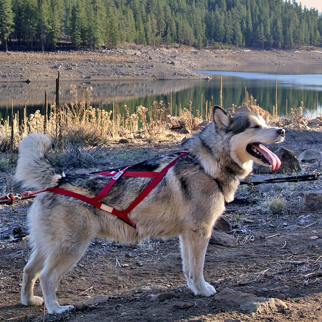 Snowlion Monsoon Mist pictured in harness on our dryland sled team.