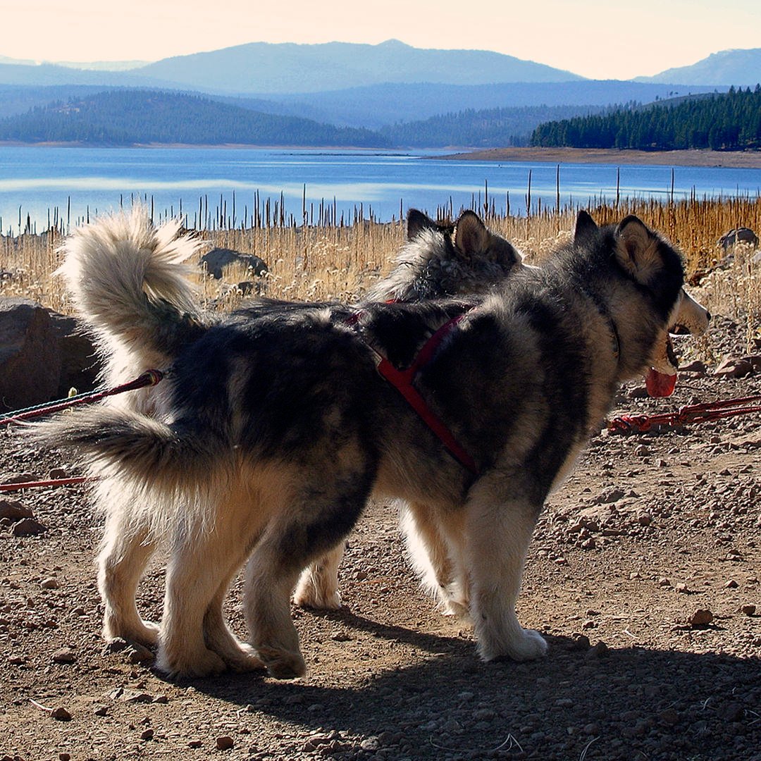 two Snowlion Alaskan Malamutes in harness, working sled dogs during the summer months.