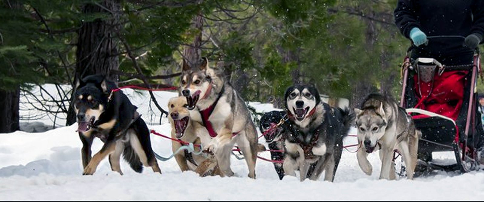 Training our Alaska Husky team in the northern Sierra, California
