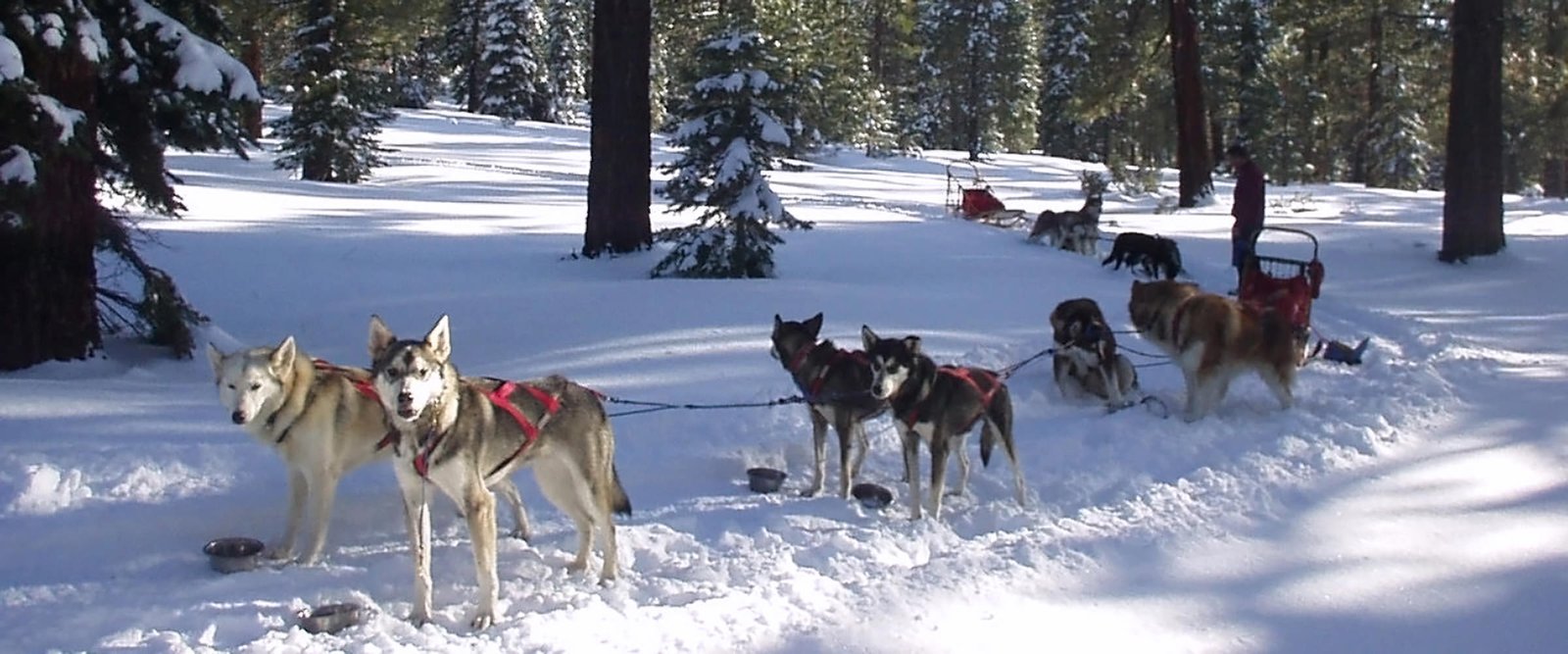 The Snowlion racing team competed in mid-distane races up to 200 miles.