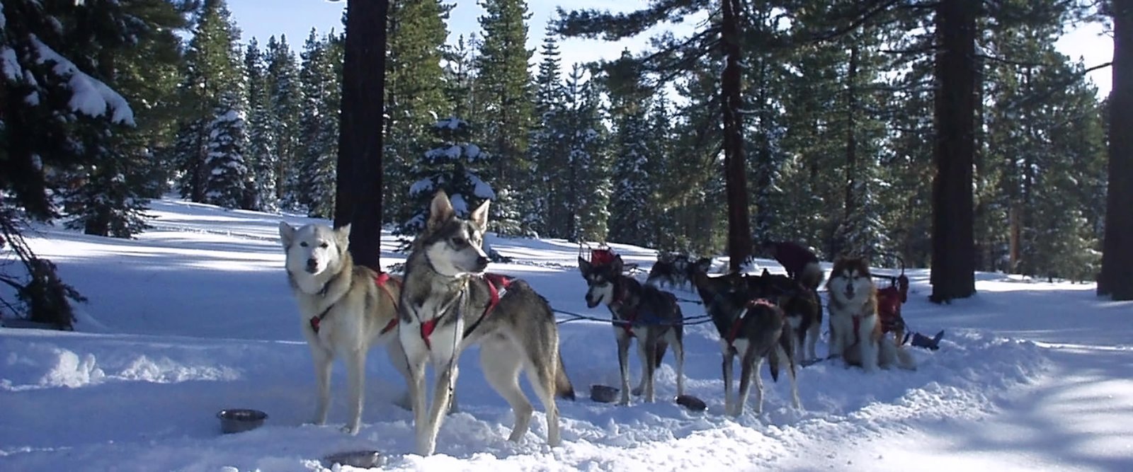 a photo of our Snowlion racing team training in the Sierra near Lake Tahoe