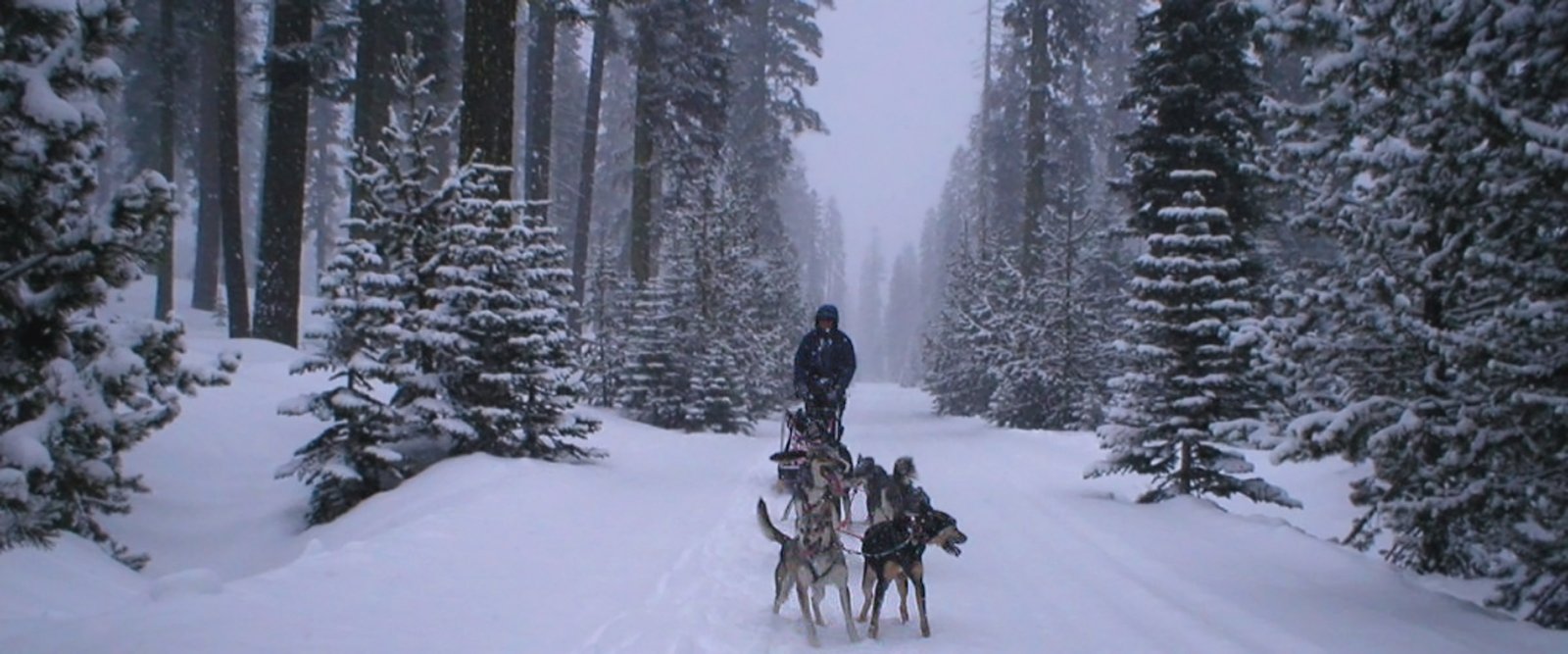 Many of our Alaskan Huskies came from Iditarod Kennels