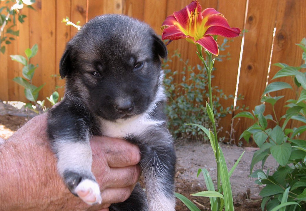 Blue eyed Alaskan Husky puppy