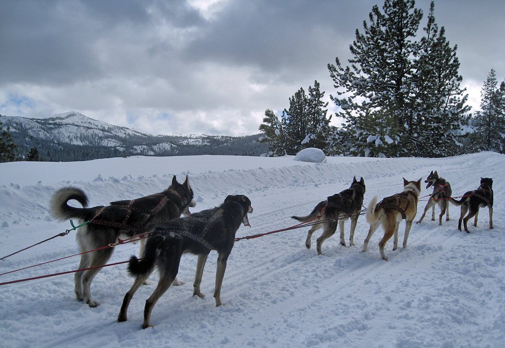 Snowlion Alaskan Huskies on a training run