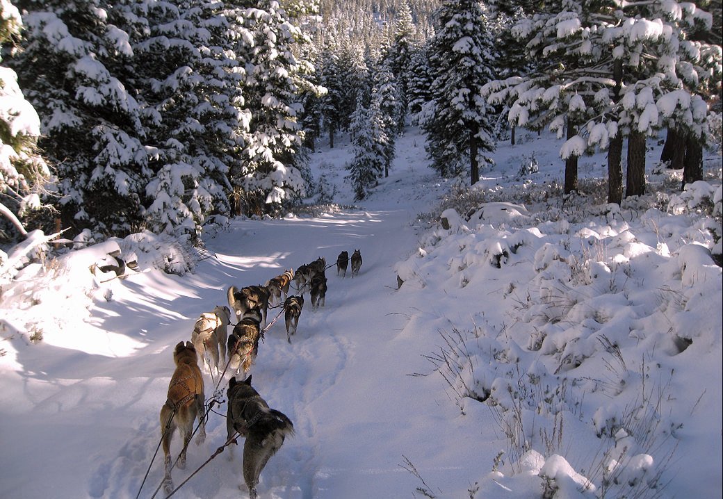 sled team of  alaskan huskies running at dusk in a burn zone