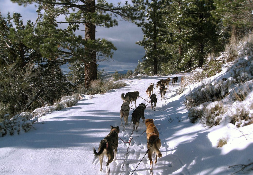 alaskan huskies, snowlion racing team, training
