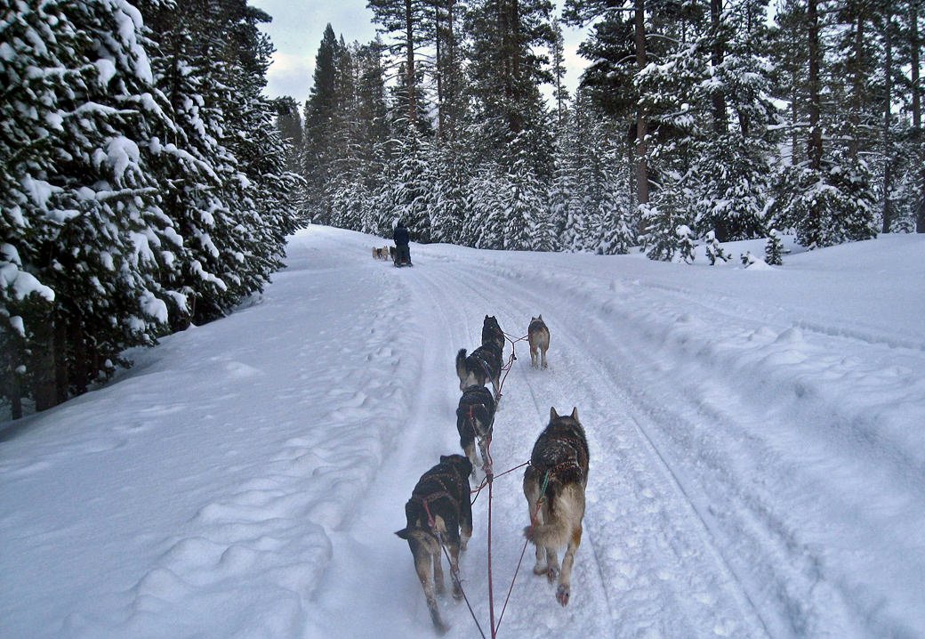 training our alaskan husky team at independence lake