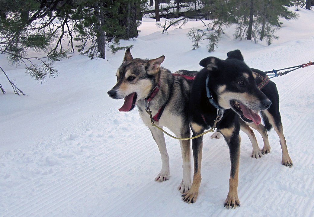 Snowlion Alaskan Huskies, leaders Ketsup and Fisher