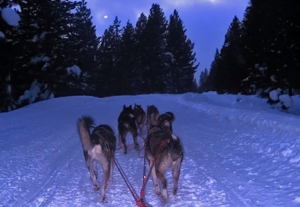 sled team, alaskan huskies, running at night