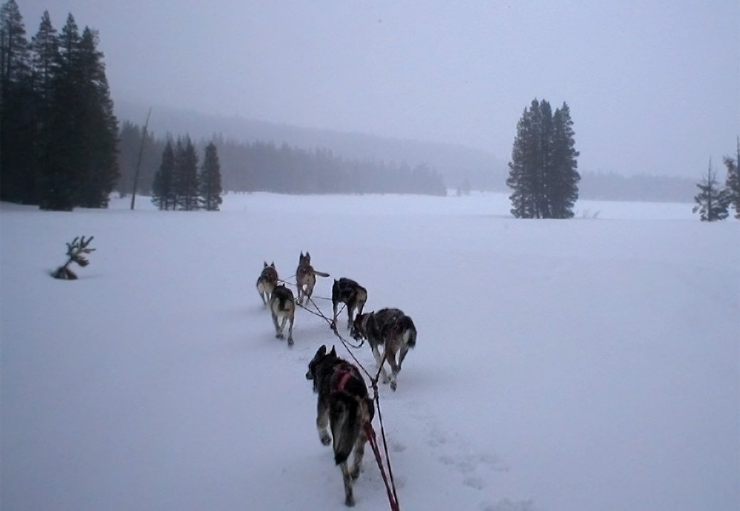 Sled team on frozen lake during storm