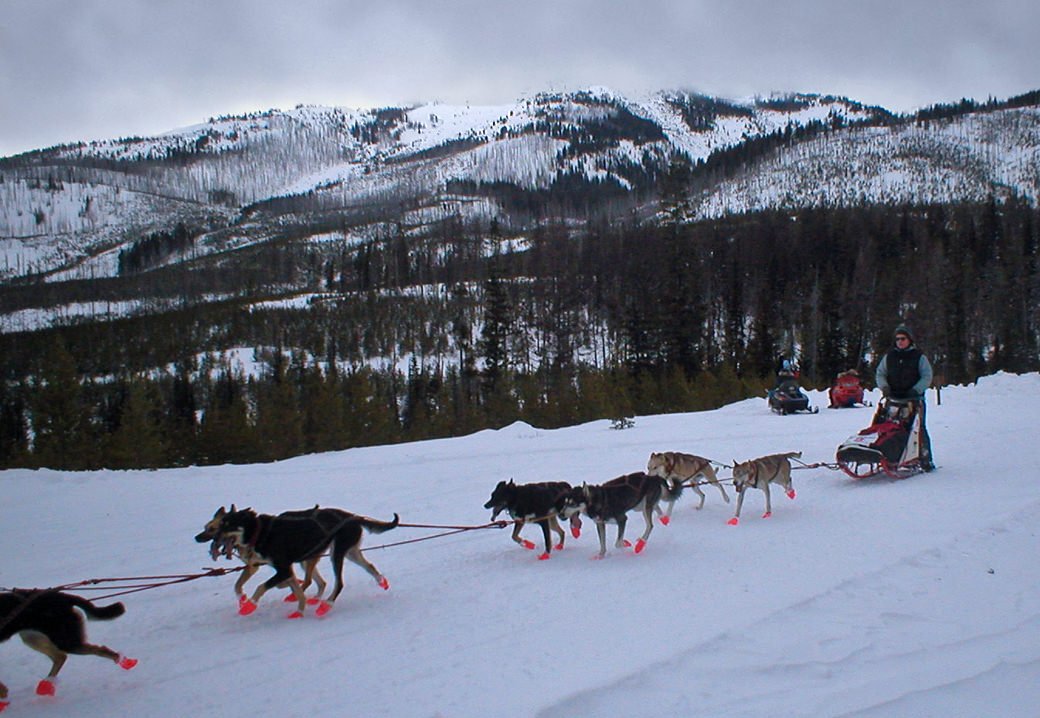 200 mile eagle cap race, snowlion alaskan huskies
