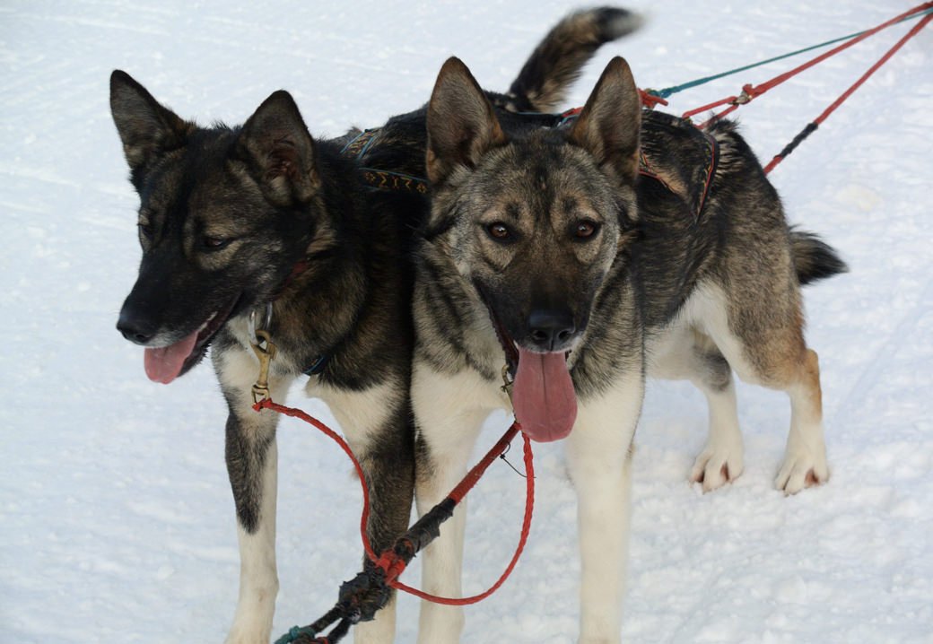 Snowlion Alaskan Huskies, 2 girls