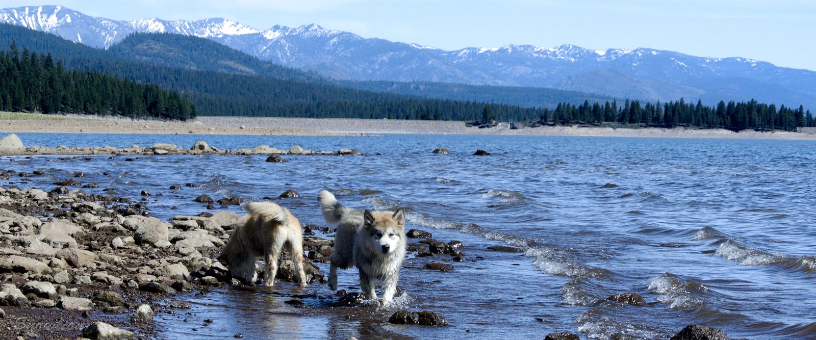 Alaskan Malamutes available for adoption through Snowlion Kennels
