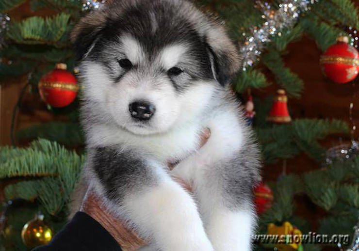 gray & white Alaskan Malamute female puppy from Snowlion Kennels
