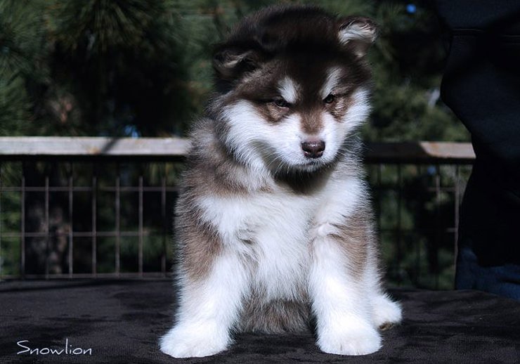 Red & white female alaskan malamute puppy from Snowlion Kennels