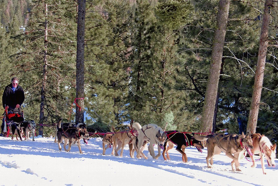  John founder of Snowlion Alaskan Malamutes is a long distance musher