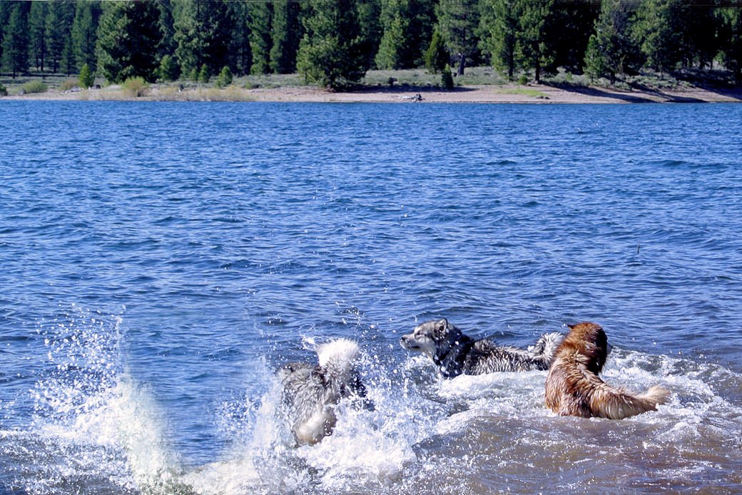 3 female malamutes going for a swim