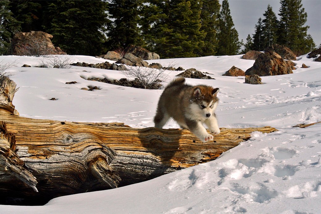 malamute puppy jumping over a log