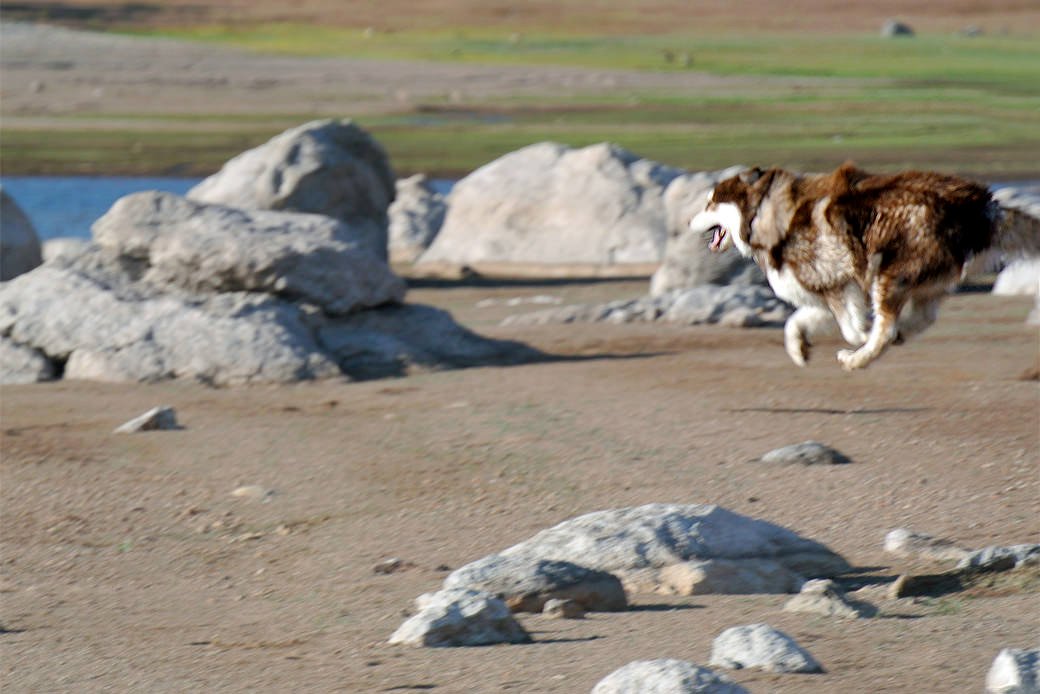 Malamute UFO airborne