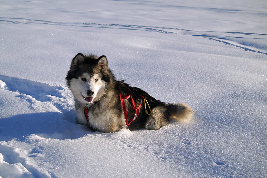 malamute in harness resting